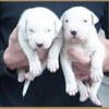 Dogo Argentino puppies, born in Argentina