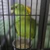 Yellow Nape Amazon Parrot