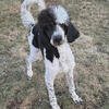 AKC Registered 10-Month-Old Male Black & White Poodle