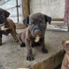 Sweet Rottweiler mix puppies 