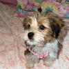 Shorkie puppy
