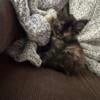 Maine coon kitten D