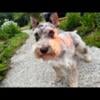 Merle Miniature Schnauzer Stud Service