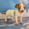 Toy Chihuahua pups female and males