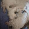 Scottish fold beauties for rehoming