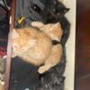 Kittens available Davenport Iowa