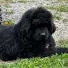 Newfoundland puppies ckc