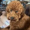 Deep Red Mini Golden Doodle 18lbs for stud $1250 CKC Registered