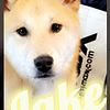 Shiba Inu Mix Puppies (1M / 1F)