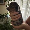 Miniature dachshunds 