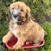 Miniature Soft Coated Wheaten terrier/Miniature poodle mix puppies