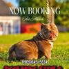 American bully stud
