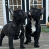 AKC French Bulldog  pups