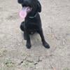 Labrador Retriever Puppies AKC registration (100