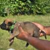 Purebred belgian malinios pups beautiful temperament and drive