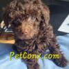 Chocolate toy poodle