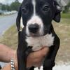 boxer pit mix pups