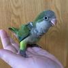 Green Quaker Parrot .