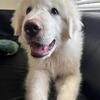 3 Month Old Great Pyrenees Puppy - Rehoming
