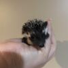 Hedgehog Babies (Males) ~PEDIGREED BREEDER~