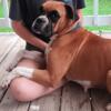 FREE AKC Registered Boxer