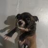 Detroit - Pit bull puppies available