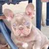 French bulldog female