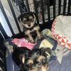 Yorkie puppies!!