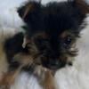 Yorkie Border Terrier Puppy For Sale