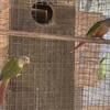 pineapple/green cheek conures