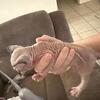 Sphynx kitten 