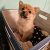 Sweet, adorable Pomchi Puppies for adoption