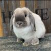 Blue Point Holland Lop Doe