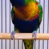 Lorikeet (lory) parrot 5 months old beautiful colors