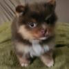 Adorable Pomeranian male puppies