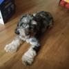 Cockapoo stud for sale