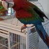 Baby Greenwing Macaw