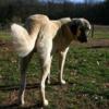 Livestock Guardian Dogs/Puppies