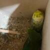 Parrotlet Bonded Pair