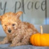 Darling Litter of Maltipoo Puppies