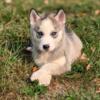 AKC registered Siberian Husky puppies