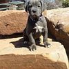 Iccf &Akc Pure Royalty Majestic k9's Cane Corso Pups  2024 litters planned