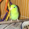 I have 4 parrotlets available to rehome