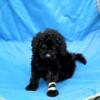 Tiny black female mini goldendoodle puppy