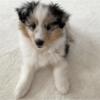 Shetland Sheepdog puppies 