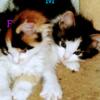 TICA Registered Maine Coon kittens