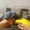 Indian Ringneck parrot babies