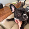 French bulldog 