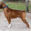 AKC BOXERS FOR STUD SERVICES