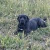 Cane Corso Puppies (Italian mastiff)